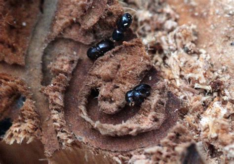 Bark Beetles and Drought Don’t Mix | Rice University Insect Biology Blog