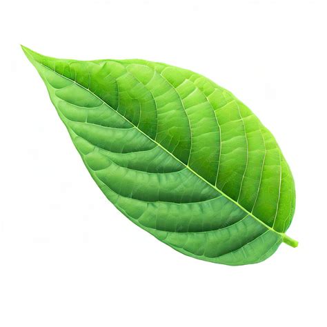 Premium AI Image | leaf chili isolated on white background Green of ...