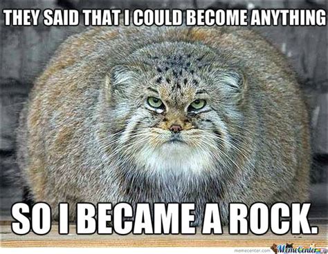 Best Fat Cat Memes - Funny Fat Cat Pictures with Quotes