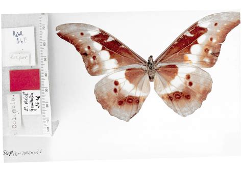 Morpho rhetenor helena (type specimens)