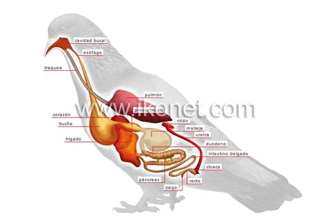 reino animal > aves > ave > anatomía de un pájaro imagen - Diccionario ...