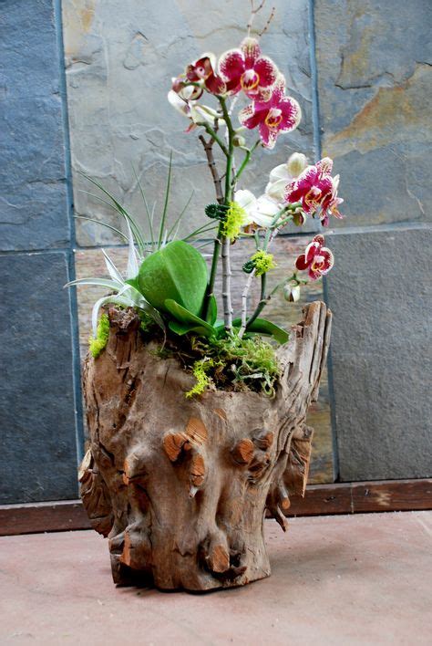 100 Orchid display ideas | orchids, orchids garden, plants