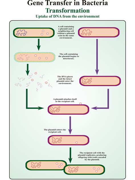 Gene Transfer in Bacteria Transformation | Dbios Charts