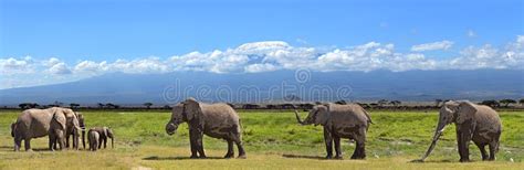 Kilimanjaro elephants stock image. Image of mountain - 47133707