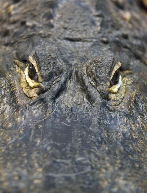 Alligator Eyes Stock Photos - Image: 4836223