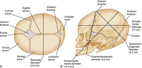 Suture and Fontanelle - Online Biology Notes