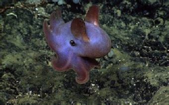 Dumbo Octopus | Science and the Sea