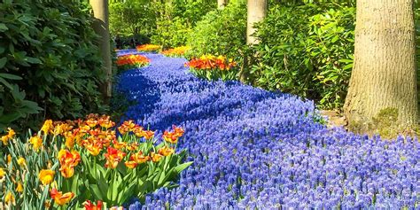 Keukenhof Tulip Festival 2024: Europe's Spring Garden