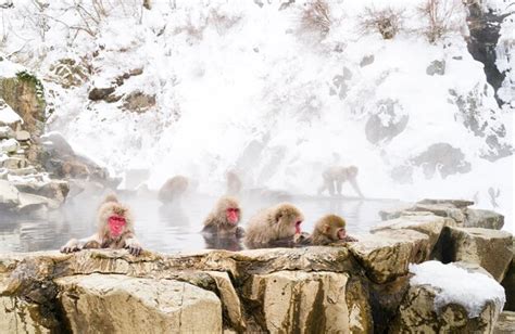 Premium Photo | Snow monkeys sitting in the hot springs