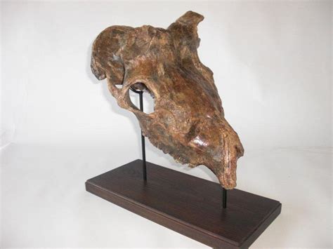 A Gorgeous Skull of an Irish Elk - Megaloceros giganteus - Weight: 6770 ...