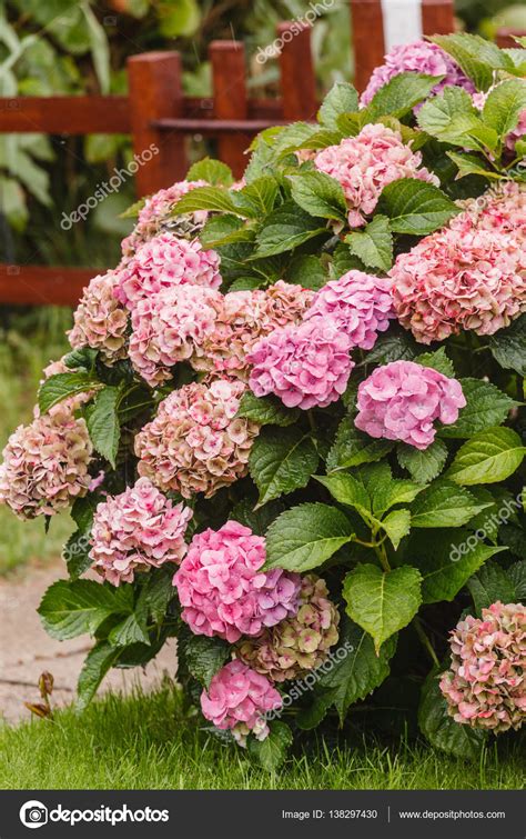 Pink hydrangea flowers Stock Photo by ©Shebeko 138297430