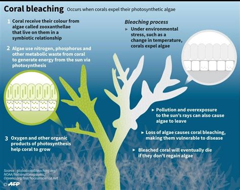 Bleaching hits world's southernmost coral reef: scientists