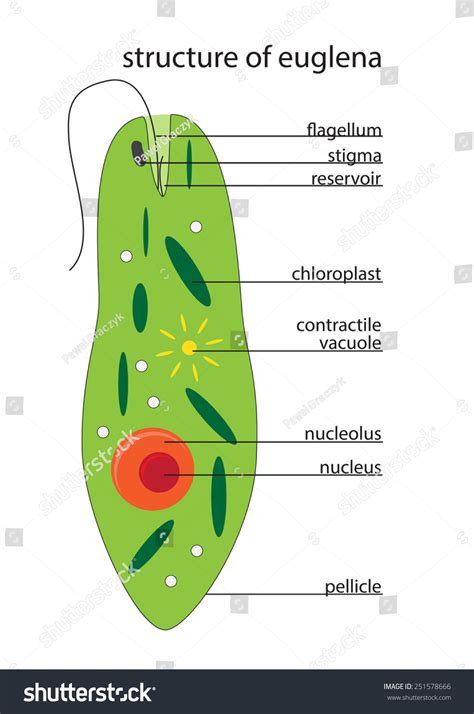 Vector Euglena Structure: vector de stock (libre de regalías) 251578666 ...