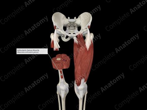 Articularis Genus Muscle | Complete Anatomy