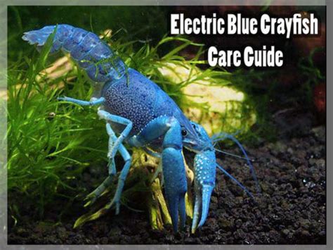 Electric Blue Crayfish - Care Guide