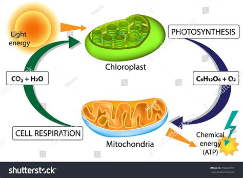 Photosynthesis Cellular Respiration Chloroplast Mitochondria Stock ...