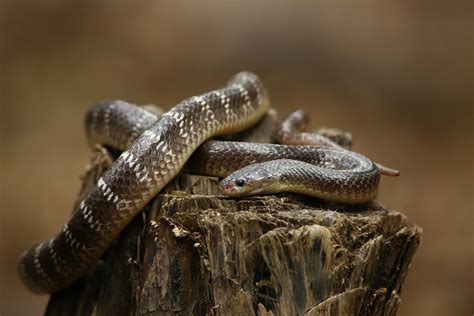 Venomous Snakes Of India - Wildlife SOS