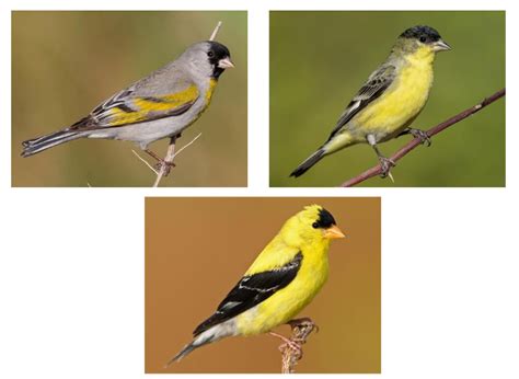 Goldfinch Species Quiz - By phunbun