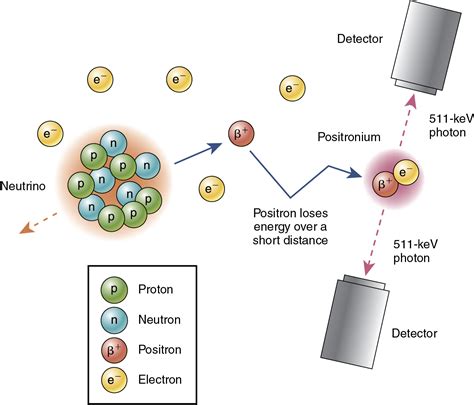 Positron emission tomography | Radiology Key