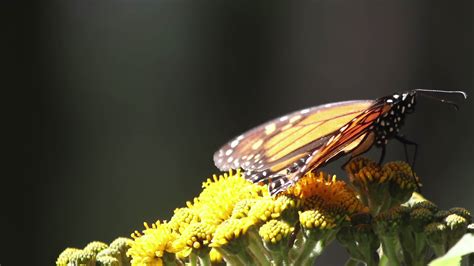 The monarch butterfly sanctuary in mexico 21859081 Stock Video at Vecteezy