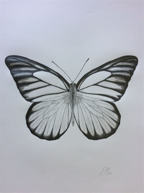 Butterfly Pencil Drawing at GetDrawings | Free download