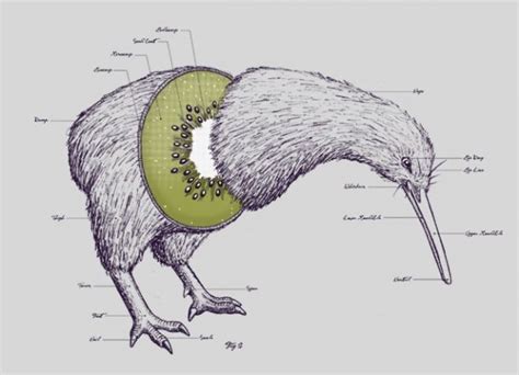 Featured Creature: Kiwi | Blog | Nature | PBS