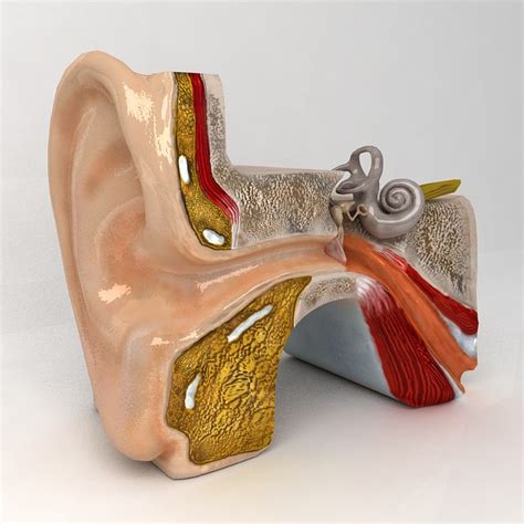 3d ear anatomy