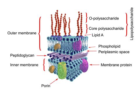 How to Fix a Leaky Blood-Brain Barrier - SelfHacked