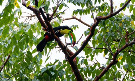 Keel-billed toucan ((Ramphastos sulfuratus) also known as rainbow ...