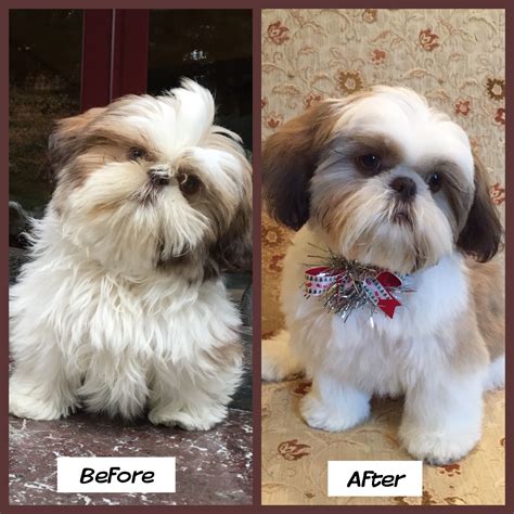 Do Shih Tzus Need To Be Groomed