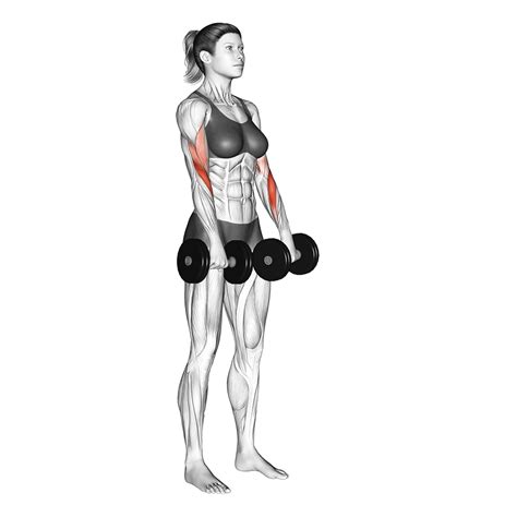 Types of Bicep Curls: 7 Best Variations - Inspire US