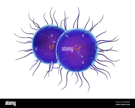 Illustration of Neisseria gonorrhoeae bacteria. This Gram-negative ...