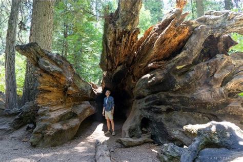 10 Facts about Redwood Trees | Facts of World