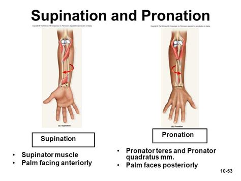 Supination and pronation of the forearm: Supinator, (not shown Biceps ...