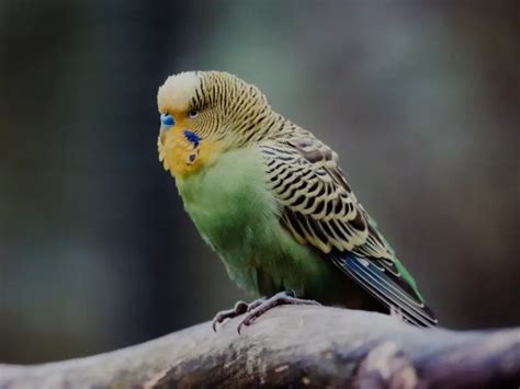 Angry Budgie Sounds (3 Sounds To Listen For + What To Do) – Critter ...