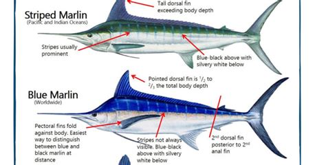 Identifying marlin species - Fishing World