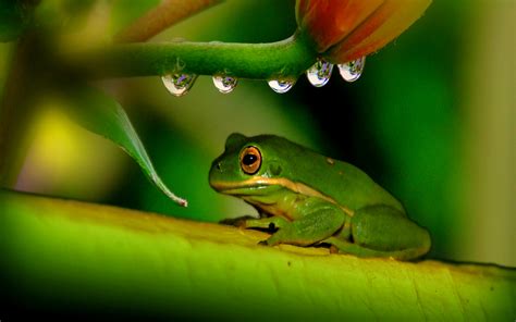 🔥 [49+] HD Frog Wallpapers | WallpaperSafari