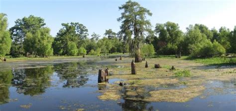 The Atchafalaya Basin: Ecology and Industry | Stan's Airboat & Marsh