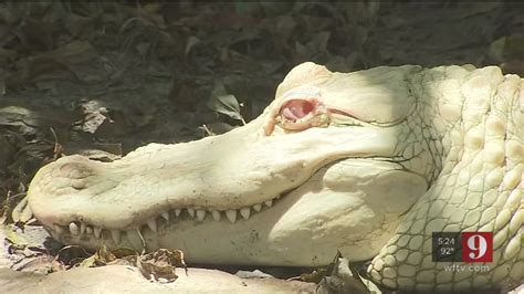 Snowflake, Blizzard produce batch of 19 albino alligator eggs at Wild ...