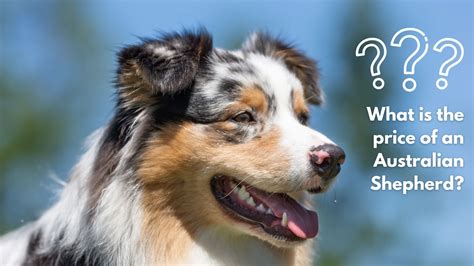 The Australian Shepherd Price Tag: How Much Does an Aussie Cost?