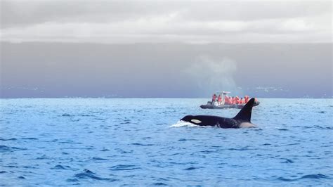 WHALE WATCHING AZORES - Everything you need to know