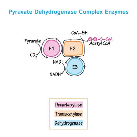 Biochemistry Glossary: Pyruvate Dehydrogenase Complex | Draw It to Know It