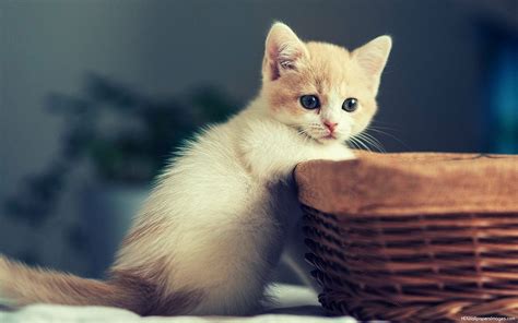 undefined Pictures Of Cute Kittens Wallpapers (68 Wallpapers ...