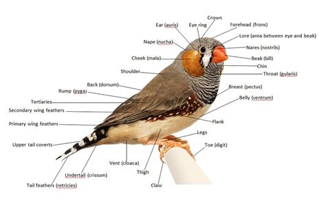 Finch Anatomy | Pet Finches | Finches and Canaries | Guide | Omlet US