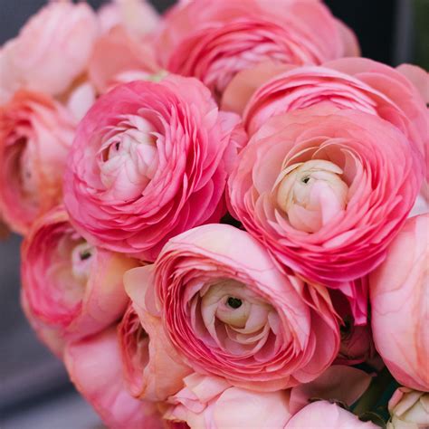 Bright Pink Tecolote® Ranunculus Bulbs for Sale Online | Pink – Easy To ...