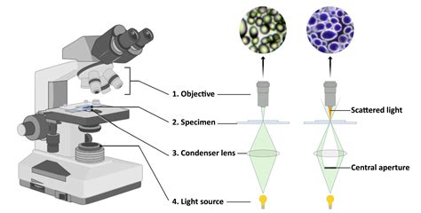 Difference Between Bright-field and Dark-field Microscopy - Light ...