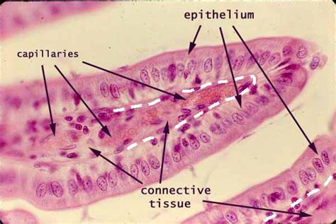 Epithelial Tissue Under Microscope