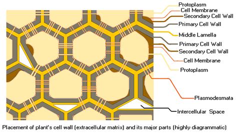 Middle Lamella Function: What, Structure FAQs