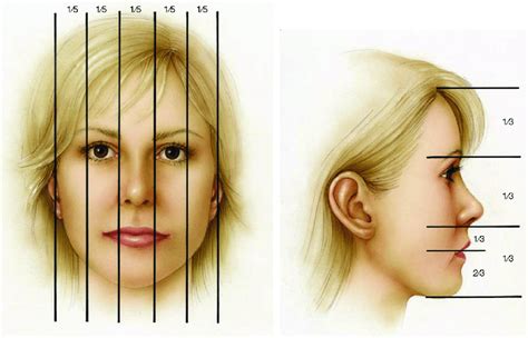 Facial proportions. (A) Vertical proportions are generally broken down ...