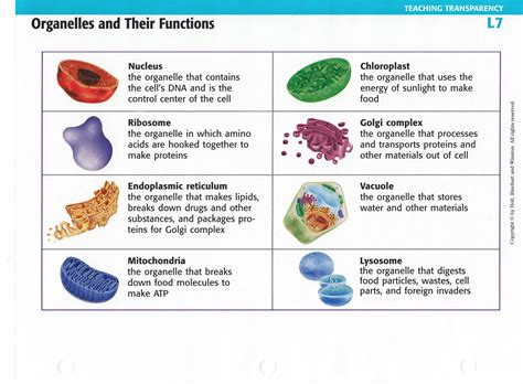 Cell Organelles And Their Functions – NBKomputer